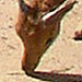 DSC00832_Panorama1_74x28cm_Dx75